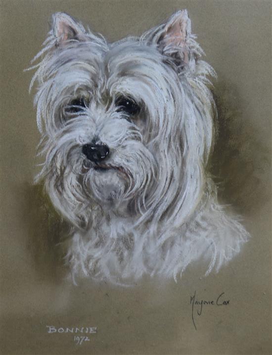 Marjorie Cox, pastel study of a West Highland Terrier, 45 x 35cm